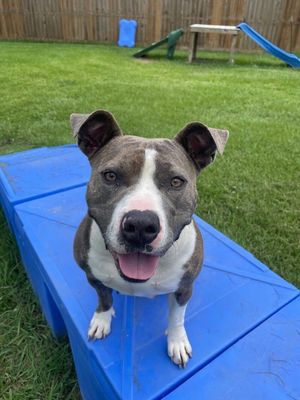 Holly The Best Family Dog thumbnail 15