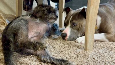 Holly The Best Family Dog thumbnail 3