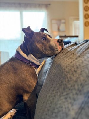 Holly The Best Family Dog thumbnail 12