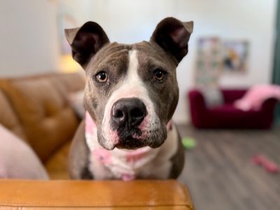 Holly The Best Family Dog thumbnail 14