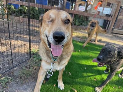 Uno Bruno Sweet Gentle Shepherd thumbnail 9