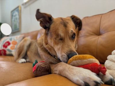 Uno Bruno Sweet Gentle Shepherd thumbnail 15