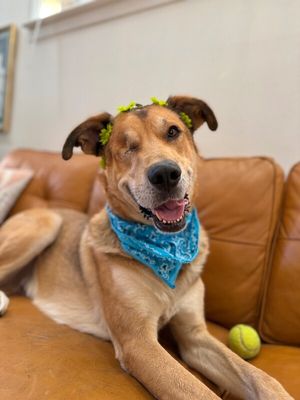 Uno Bruno Sweet Gentle Shepherd thumbnail 5