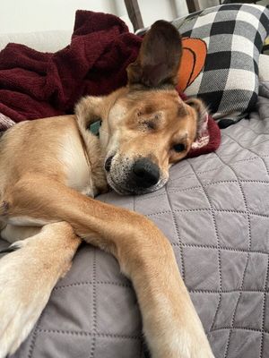 Uno Bruno Sweet Gentle Shepherd thumbnail 12