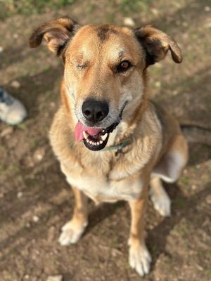 Uno Bruno Sweet Gentle Shepherd thumbnail 7