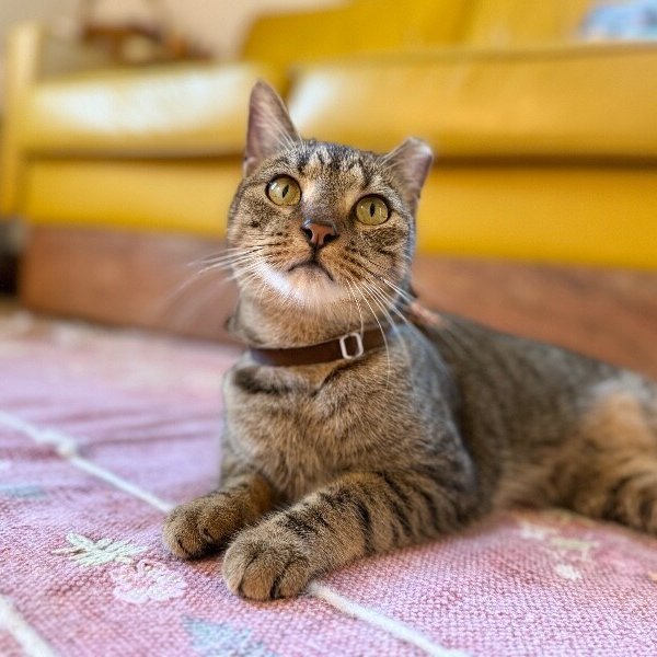 Berlin the dog loving Poised Beauty, a Domestic Short Hair cat