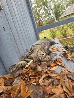 Margarita snugglepurr thumbnail 10