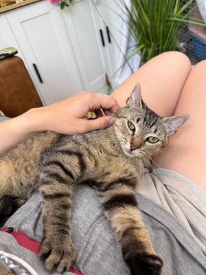Margarita snugglepurr thumbnail 14
