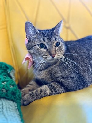 Margarita snugglepurr thumbnail 6