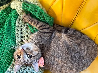 Margarita snugglepurr thumbnail 8