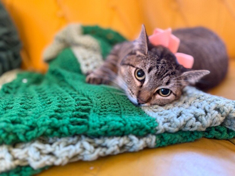 Margarita snugglepurr - Photo 1