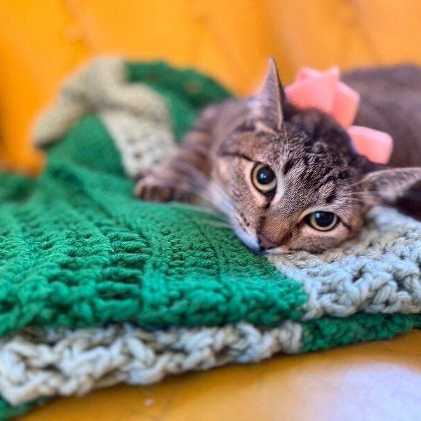 Margarita Snugglepurr, a Domestic Short Hair cat available for adoption
