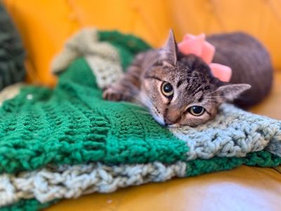 Margarita snugglepurr thumbnail 1