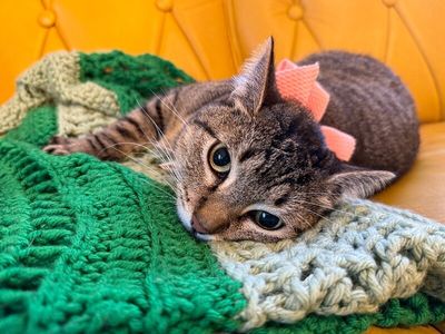 Margarita snugglepurr thumbnail 5