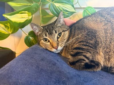 Margarita snugglepurr thumbnail 4
