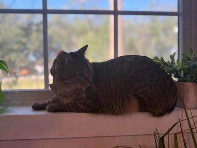 Margarita snugglepurr thumbnail 7