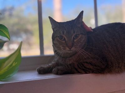 Margarita snugglepurr thumbnail 3