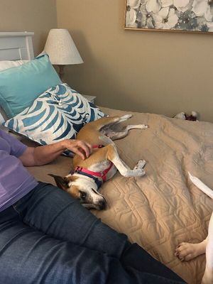 Bambi is ready to learn all the cool tricks! thumbnail 8