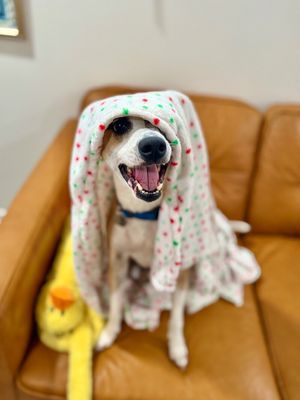 Bambi is ready to learn all the cool tricks! thumbnail 6