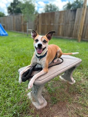 Bambi is ready to learn all the cool tricks! thumbnail 15