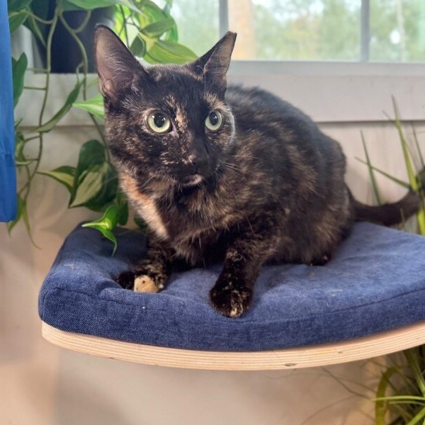 Marble Cake, a Tortoiseshell cat