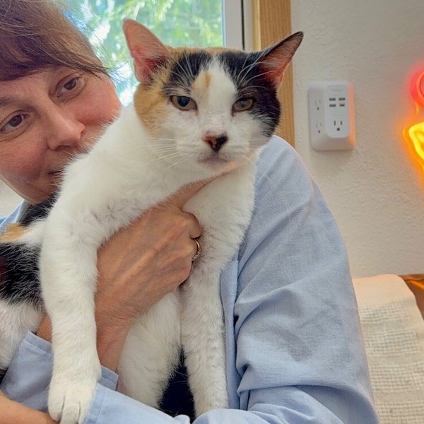 Molly Fish, a Calico cat