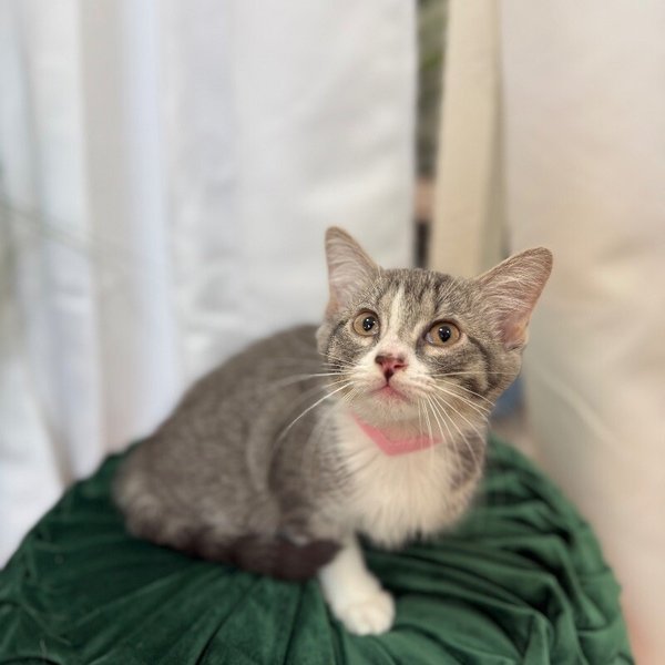 Guppy Fish, a Domestic Short Hair cat