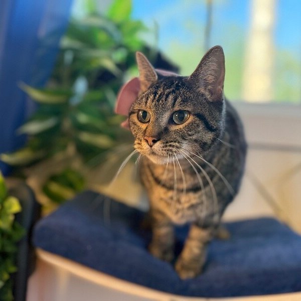 Faith the love bug, a Domestic Short Hair cat