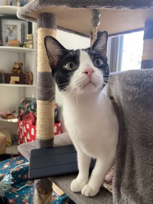 Taffy Marisol thumbnail 12