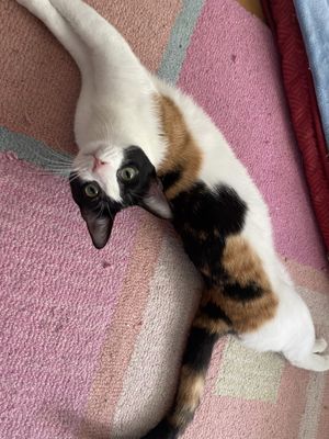 Taffy Marisol thumbnail 13
