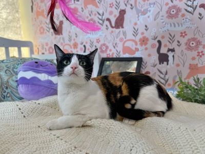 Taffy Marisol thumbnail 11
