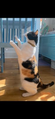 Taffy Marisol thumbnail 6
