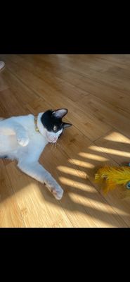 Taffy Marisol thumbnail 5