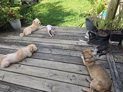 Oscar Mayer thumbnail 9