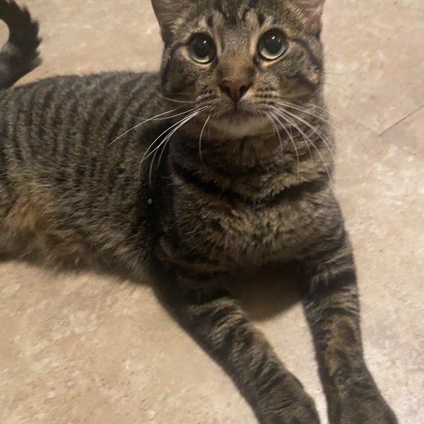 Andromeda Constellation, a Tabby cat