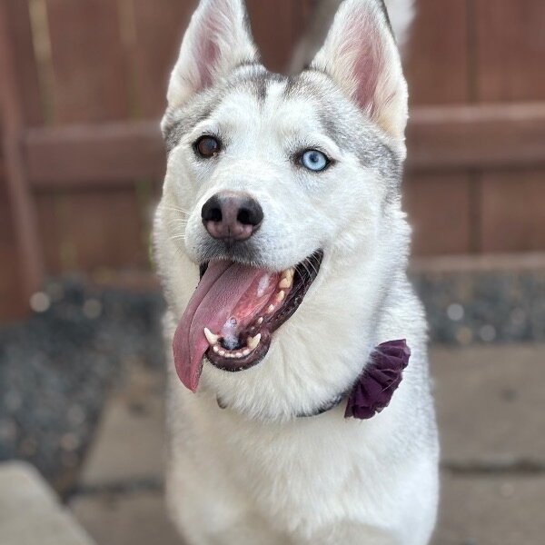 Madame Cleo is your future, a Husky dog