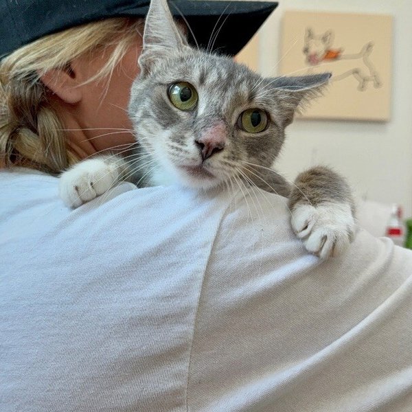 Sunshine Simpson, a Tabby cat