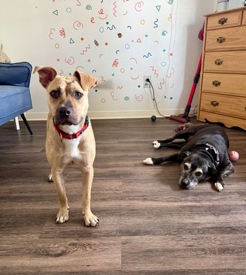 Rainie Baby the pocket sized Pittie lady loves to play with the littles! thumbnail 13