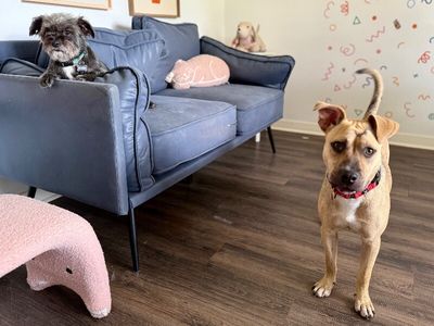 Rainie Baby the pocket sized Pittie lady loves to play with the littles! thumbnail 4