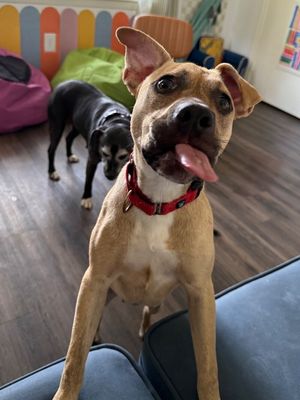 Rainie Baby the pocket sized Pittie lady loves to play with the littles! thumbnail 14