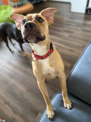 Rainie Baby the pocket sized Pittie lady loves to play with the littles! thumbnail 9