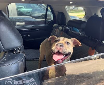 Rainie Baby the pocket sized Pittie lady loves to play with the littles! thumbnail 8