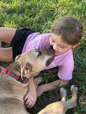Rainie Baby the pocket sized Pittie lady loves to play with the littles! thumbnail 11