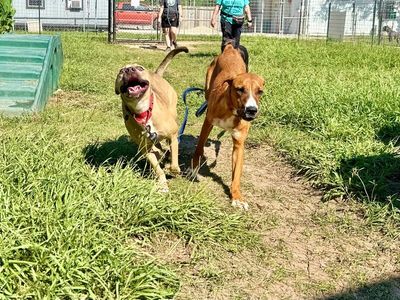 Rainie Baby the pocket sized Pittie lady loves to play with the littles! thumbnail 6