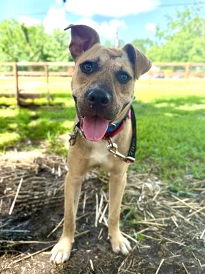 Rainie Baby the pocket sized Pittie lady loves to play with the littles! thumbnail 15