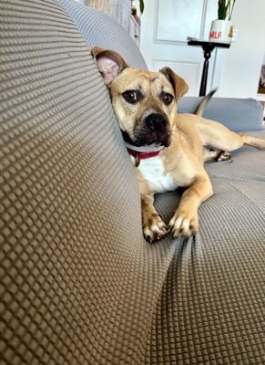 Rainie Baby the pocket sized Pittie lady loves to play with the littles! thumbnail 1