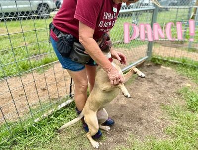 Rainie Baby the pocket sized Pittie lady loves to play with the littles! thumbnail 7