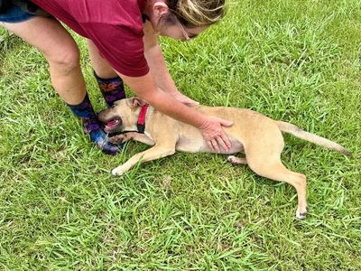 Rainie Baby the pocket sized Pittie lady loves to play with the littles! thumbnail 12