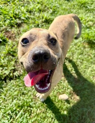 Rainie Baby the pocket sized Pittie lady loves to play with the littles! thumbnail 10