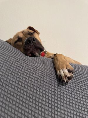 Rainie Baby the pocket sized Pittie lady loves to play with the littles! thumbnail 5
